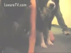 Cute pooch makes out with a horny married slut